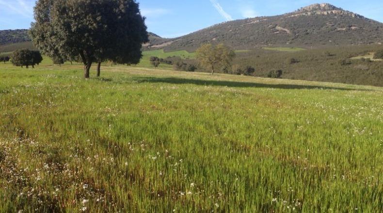 Country house for sale in Piedrabuena