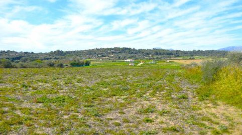 Finca rústica con posibilidad de construir una vivienda en Muro., immagine 2
