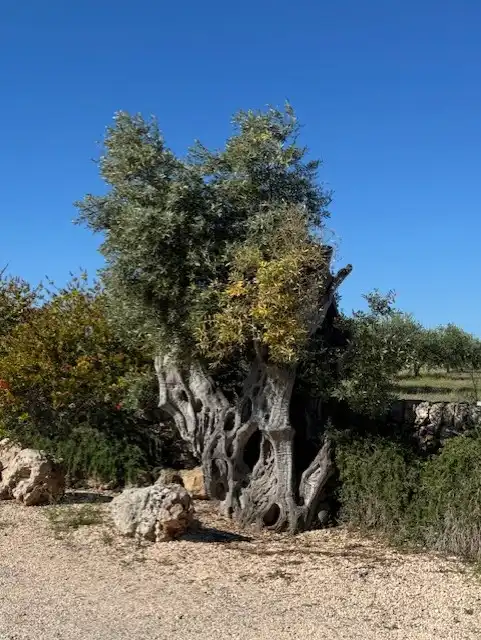 Garden of Land for sale in Manacor