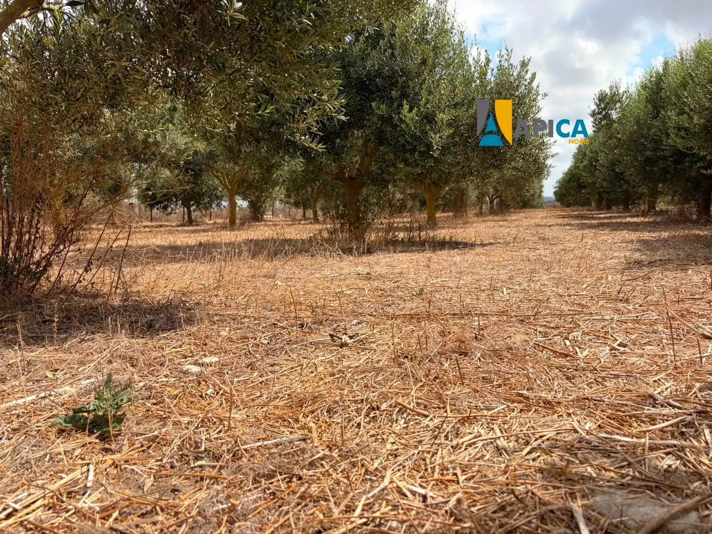 Rural land for sale in Los Franceses – La Vega, imagen 5