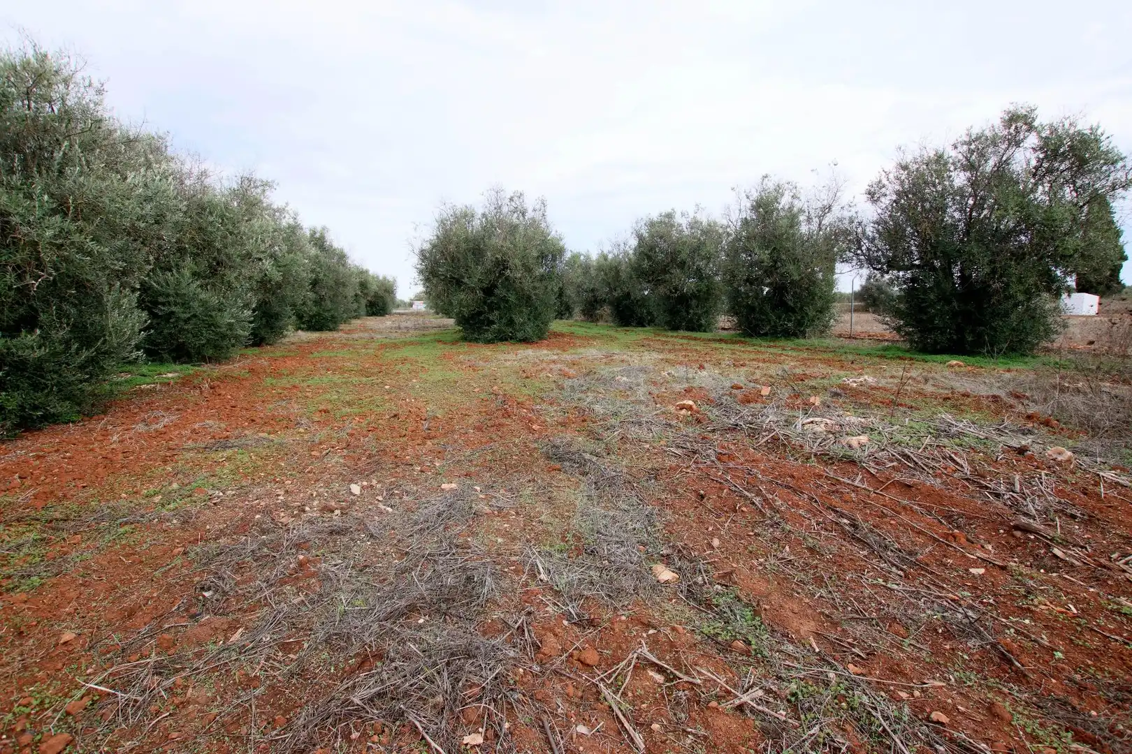 Terreni e lotti in vendita a Montijo, imagen 6