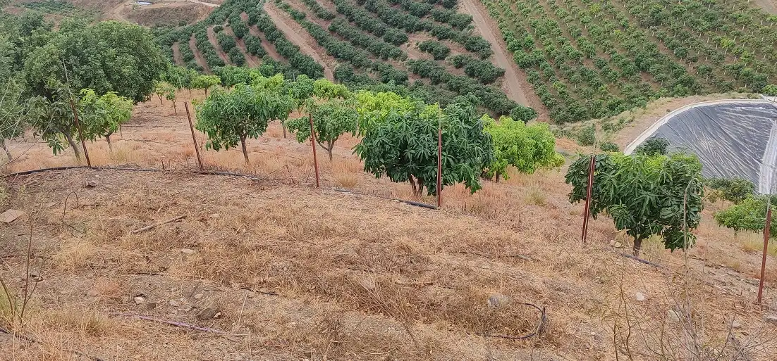 Finca rústica en venta en Vélez-Málaga con Jardín privado, Terraza y Piscina