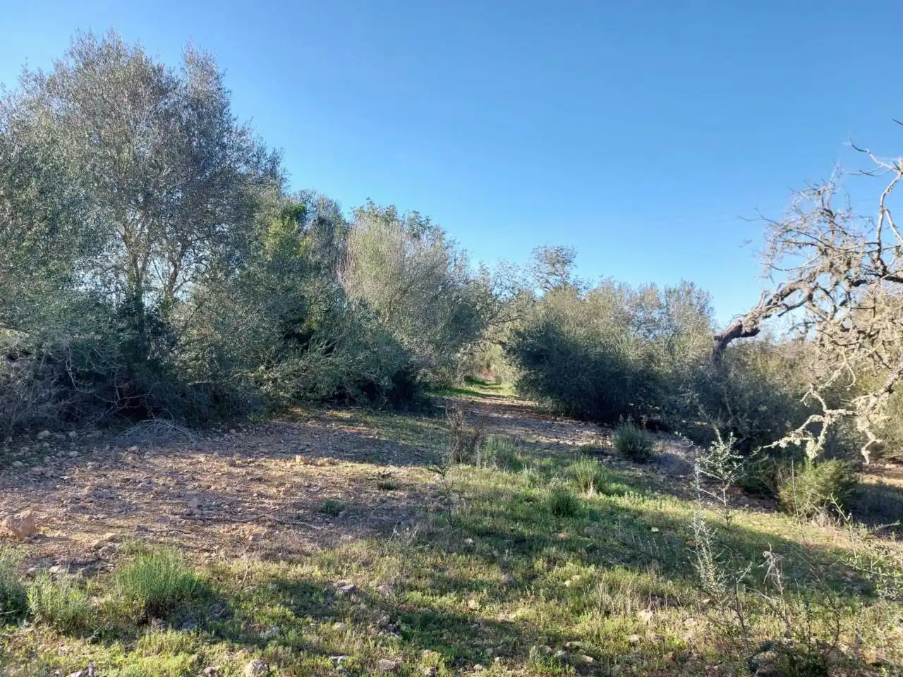 Rural land for sale in Poligono 5 723, imagen 47
