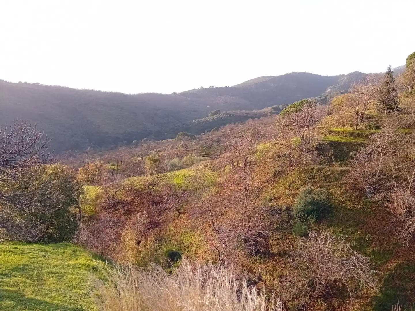 Terreno rústico en venta en Yunquera, imagen 2
