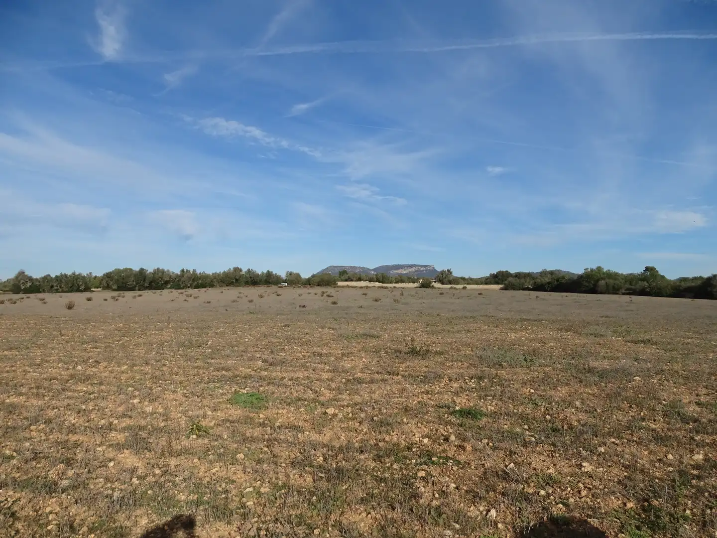 Terreno rustico in vendita a Llucmajor pueblo, imagen 12
