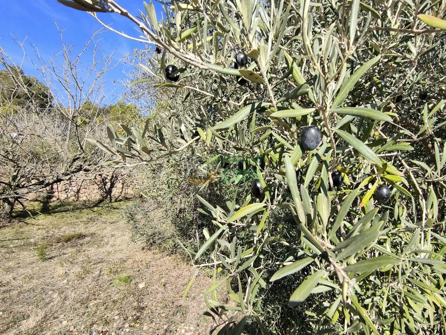 Land for sale in Pradell de la Teixeta