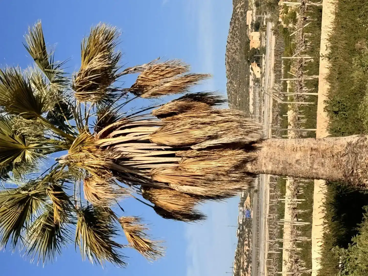 Außenansicht von Country house zur Miete in Elche / Elx mit Privatgarten