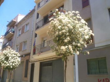 Appartement à vendre à C/ Josep Catellá