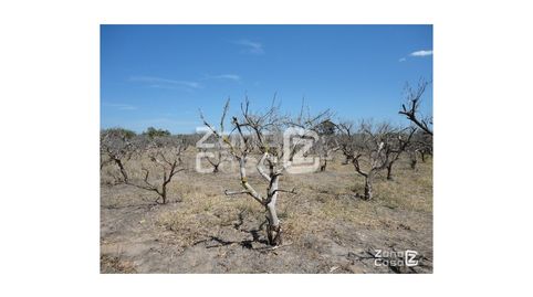 Foto 4 de Finca rústica en venta en Carrer de la Rambla Ď Algemesi, Algemesí, Valencia