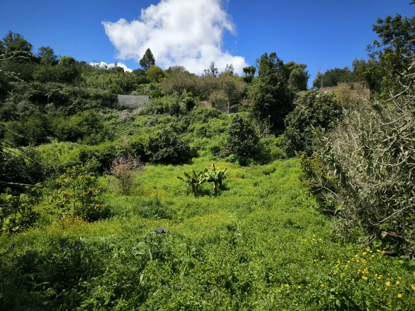 Finca rústica en venta en Moya (Las Palmas)