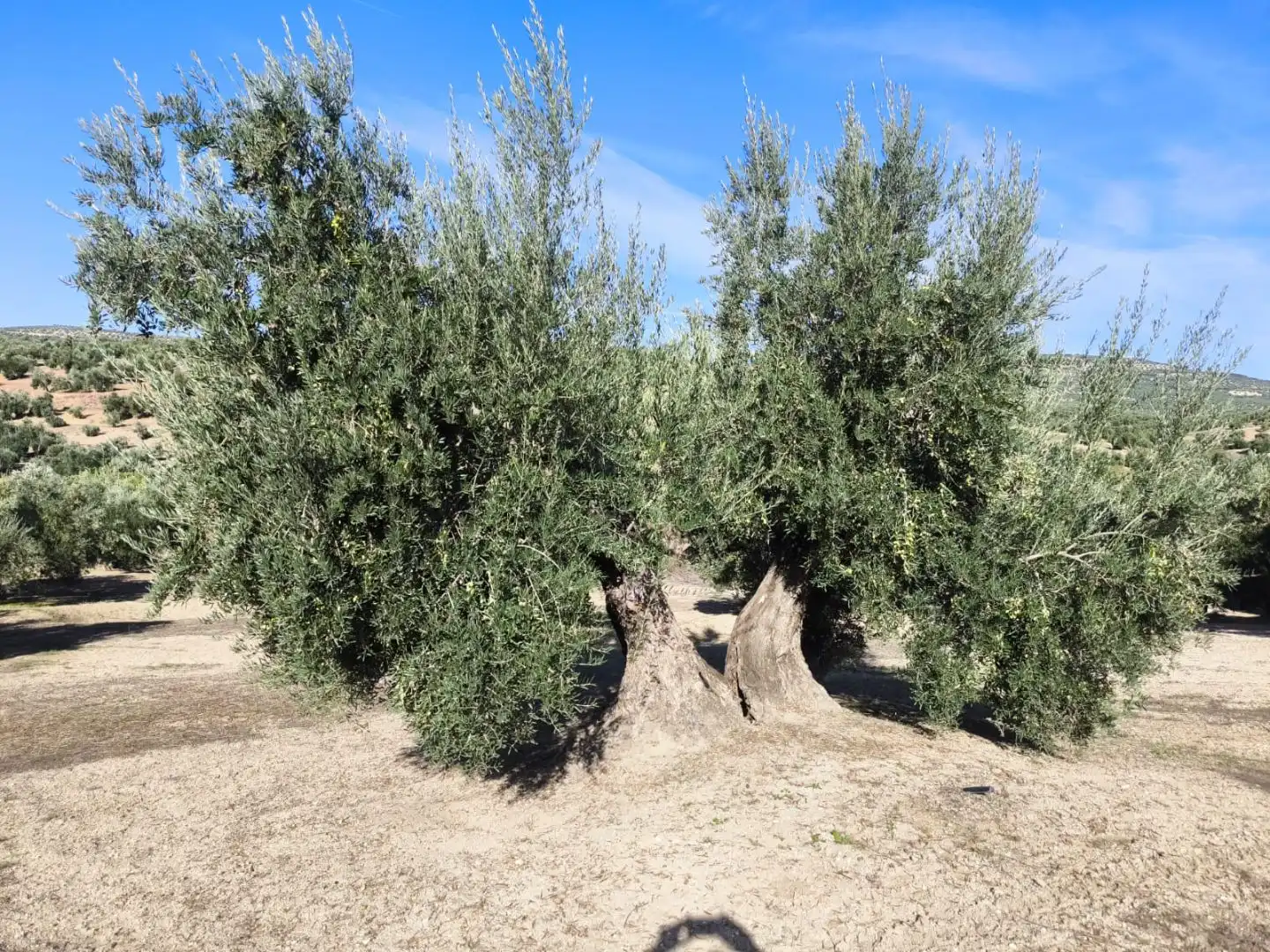 Garden of Land for sale in Baeza