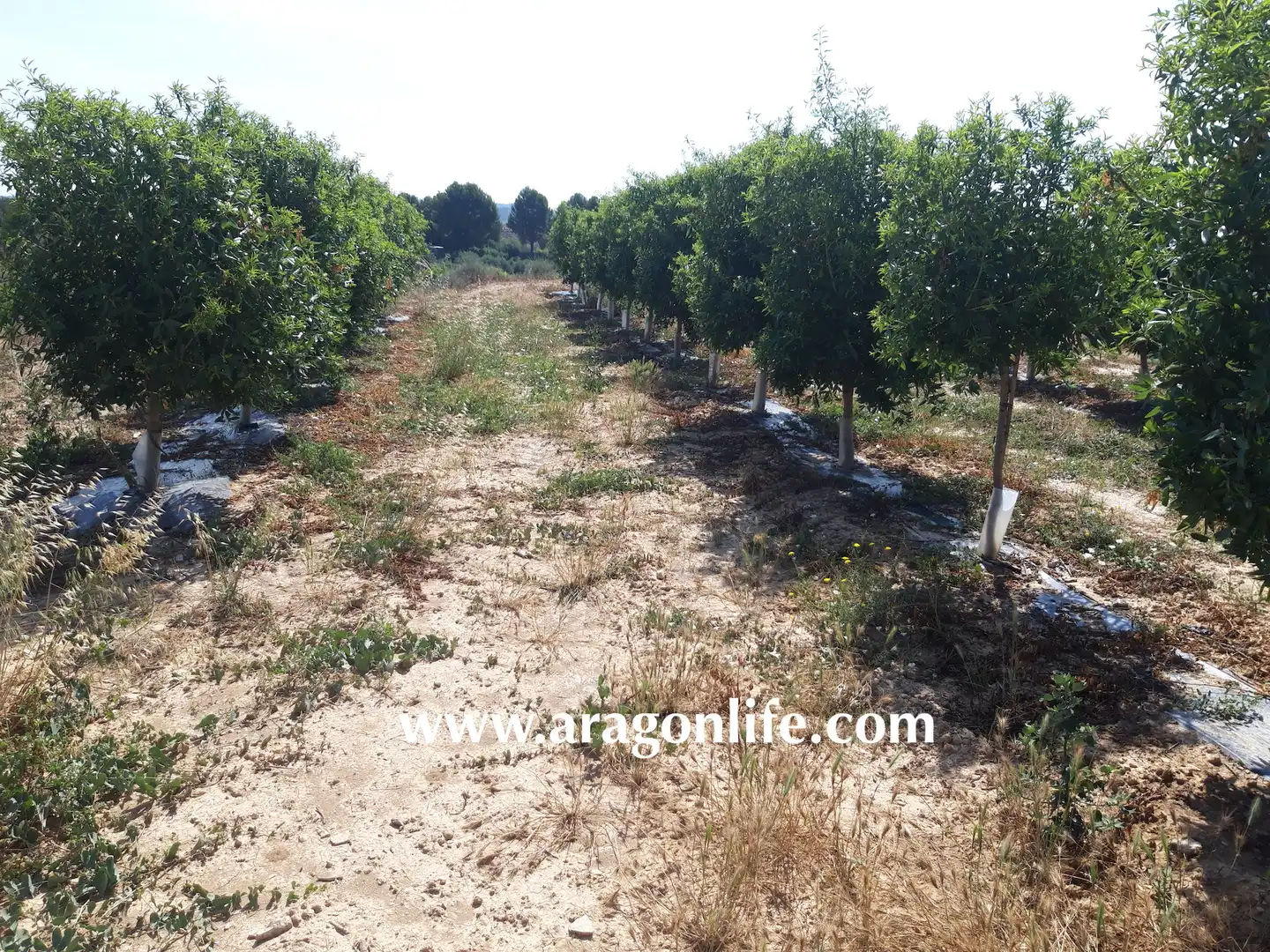 Finca rústica en venta en Caspe con Amueblado