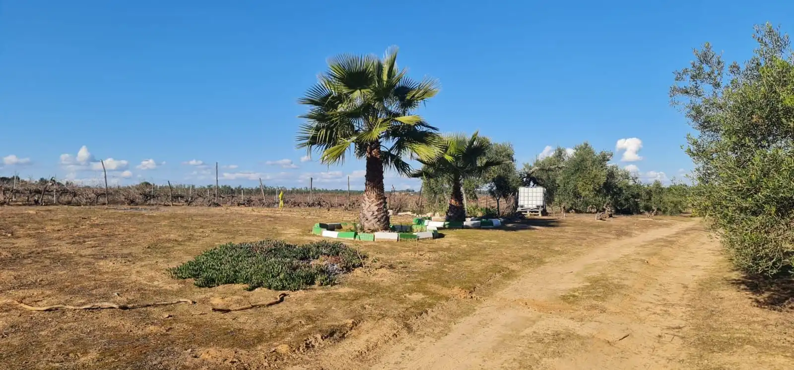 Terreny rústic en venda a Carretera ROCIANA DE CONDADO A VILLARRASA, imagen 2