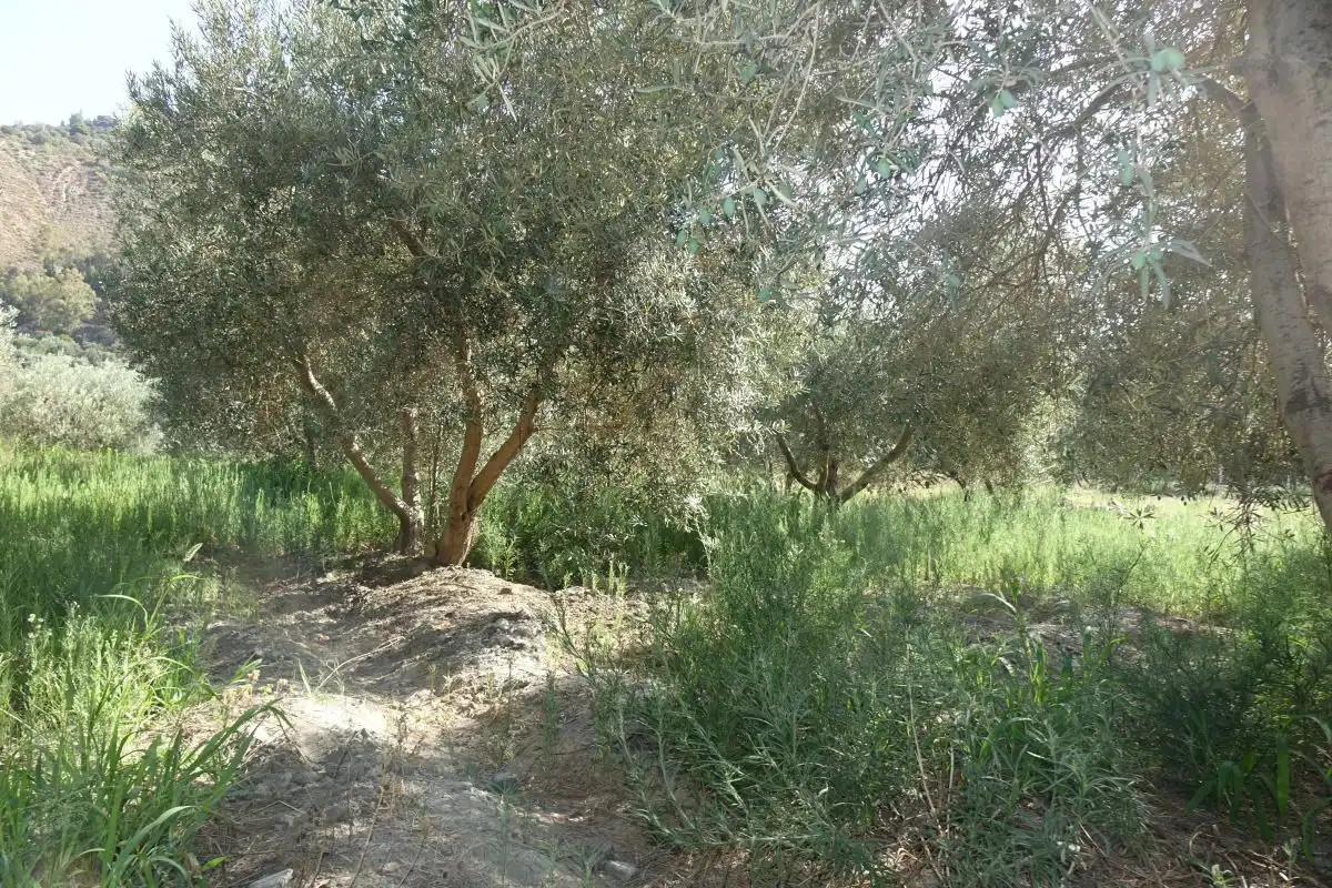 Finca rústica en venta en Órgiva