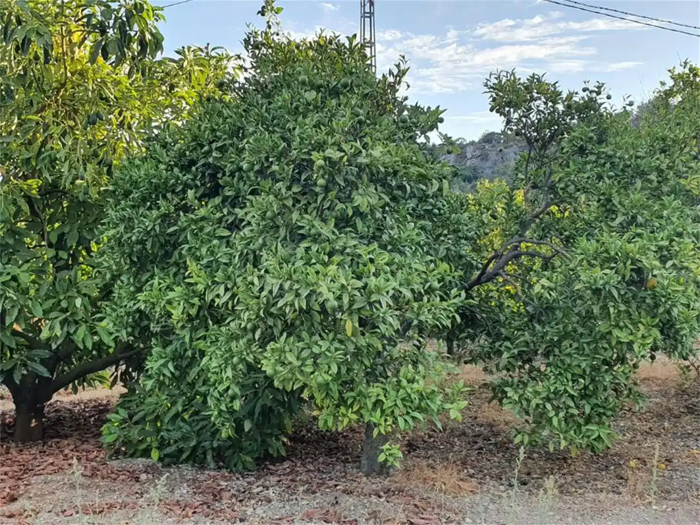 Finca rústica en venda en Alozaina