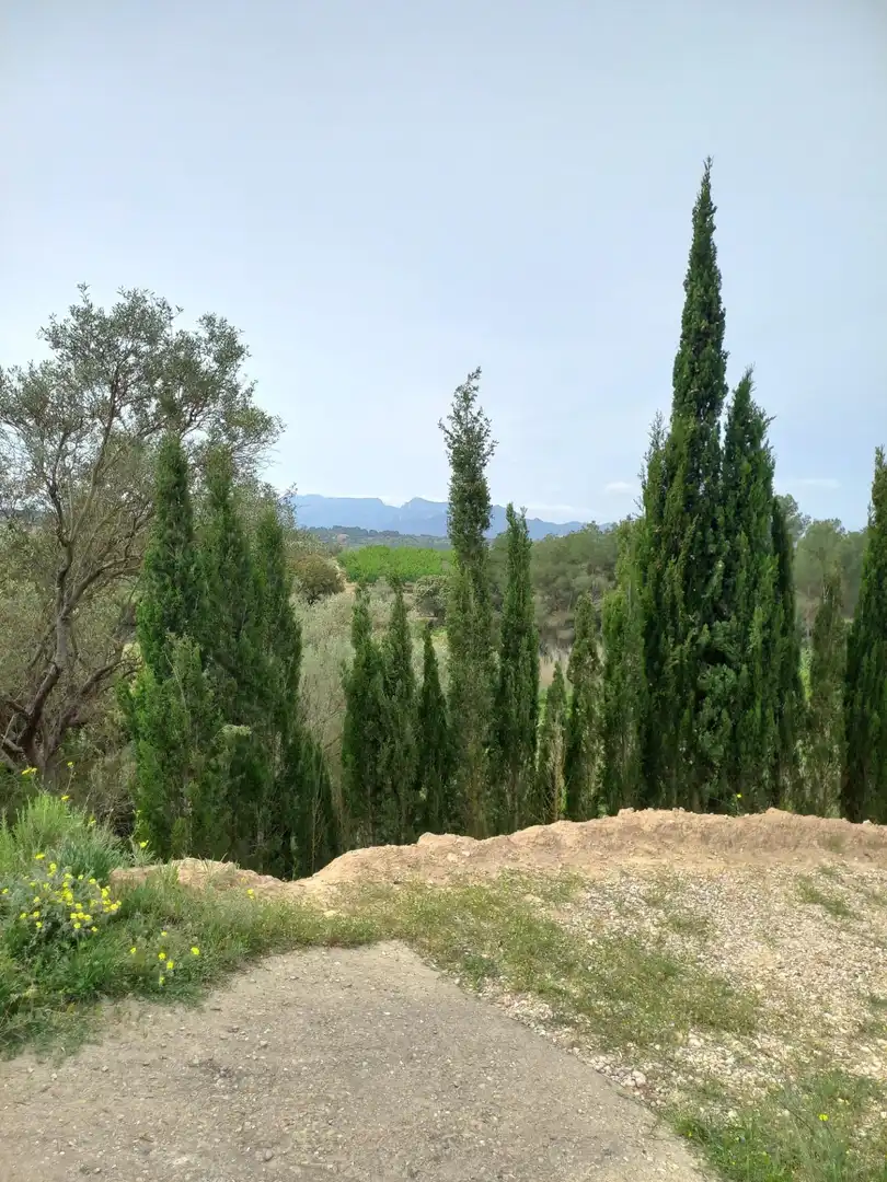 Rural land for sale in Ginestar, imagen 31