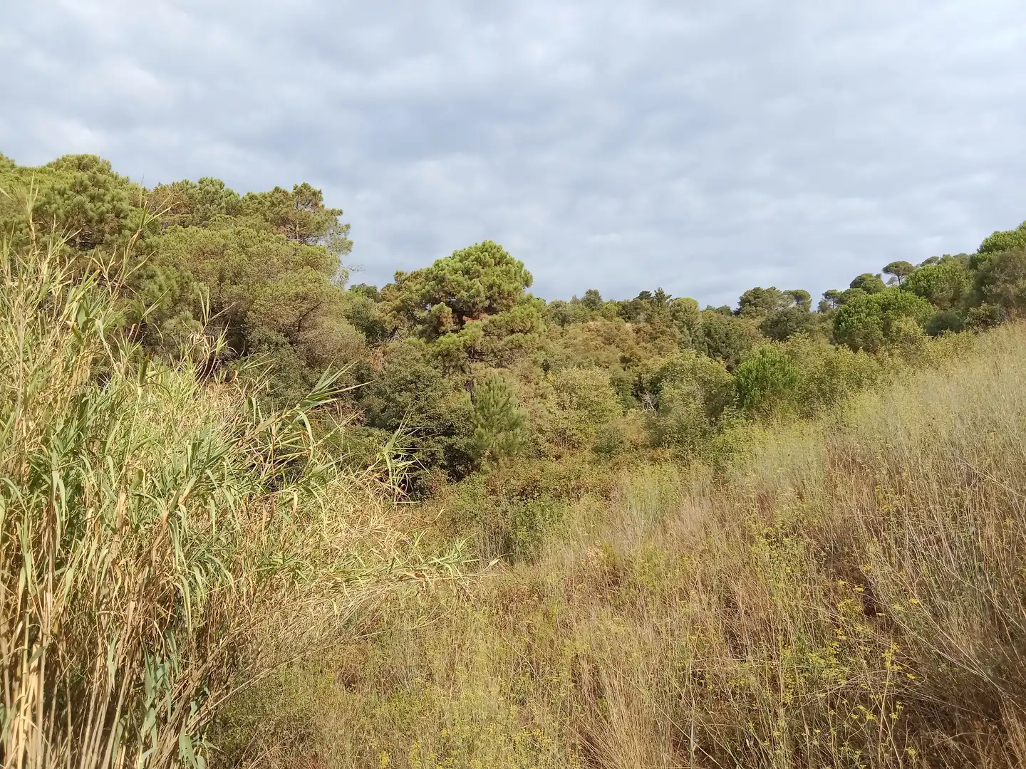 Terrenos y solares en venta en Sant Cebrià de Vallalta, imagen 8