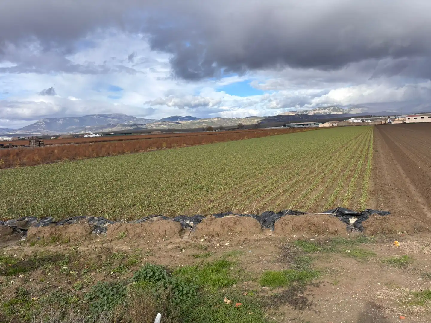 Terreno rústico en venta en Avenida de Andalucía 23, imagen 4