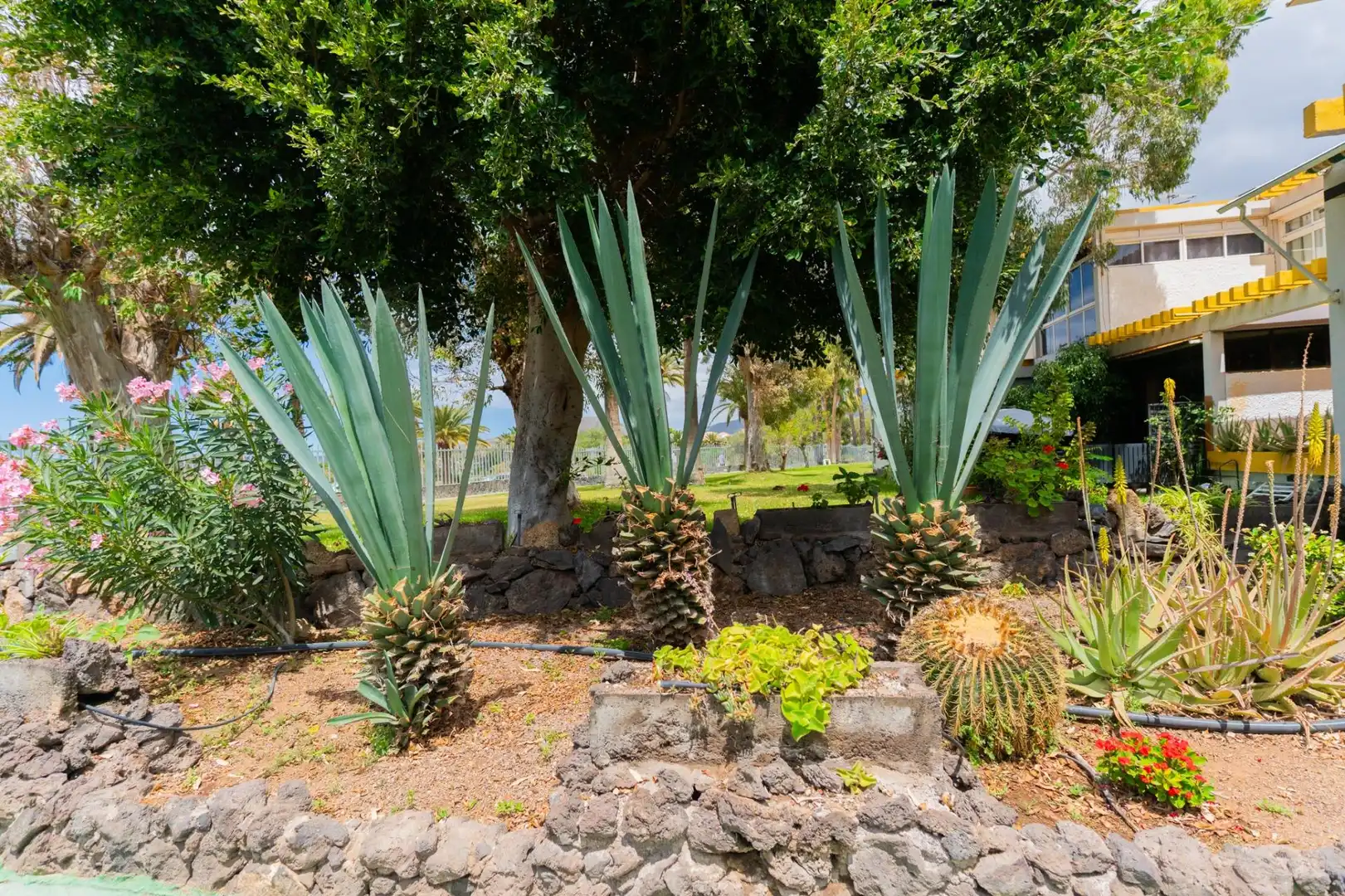 Jardín de Apartamento en venta en Arona con Piscina comunitaria