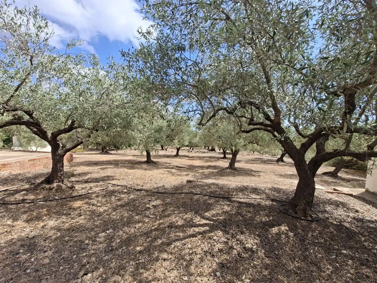 Terreno rustico in vendita a Partida del Mas d'en Civill, imagen 31