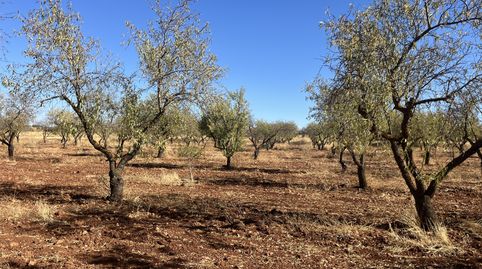 Finca de almendros en Padul, imagen 5