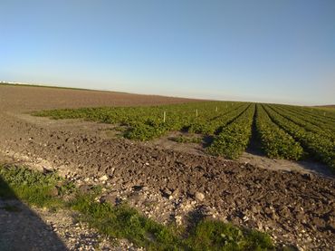 Terreno rustico in vendita a Caballero Bonald - San José Obrero - Guadalcacín