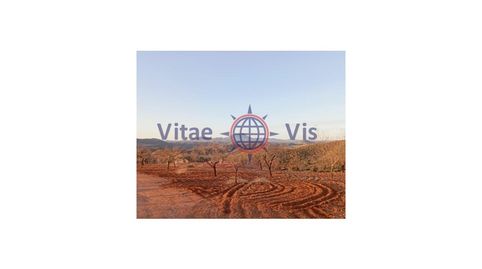 FINCA 70 HECTAREAS CON EXPLOTACION GANADERA Y AGRICOLA CON CORTIJO EN LA PACA, immagine 4