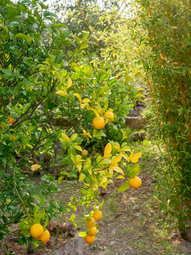 Jardí de Casa o xalet en venda en Marratxí amb Calefacció, Jardí privat i Terrassa
