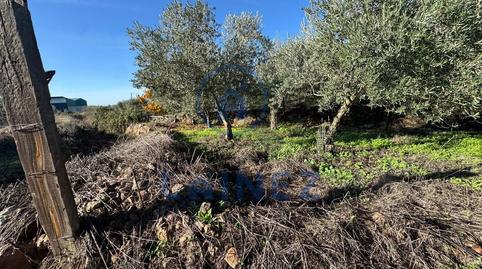 Foto 3 de Terreno en venta en Gran Capitan, La Granjuela, Córdoba