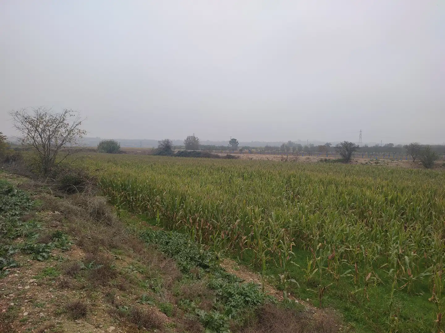 Terreno rustico in vendita a Castelldans, imagen 7