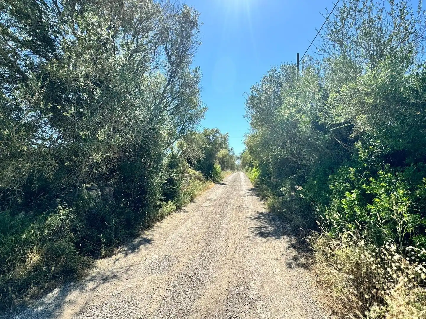Grundstücke zum Verkauf in Algaida