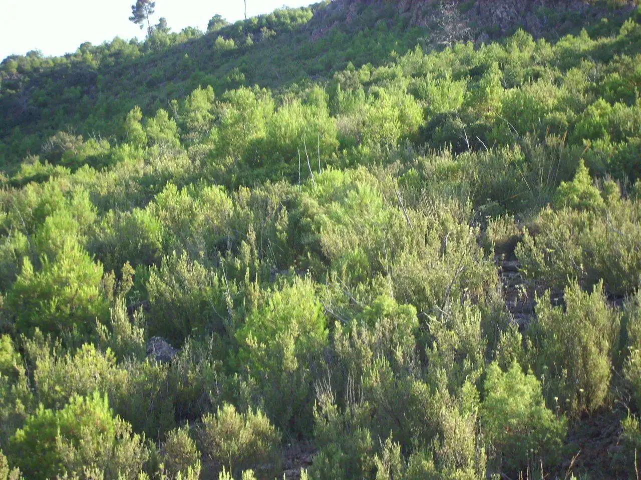 Terreni e lotti in vendita a Cardenete, imagen 9