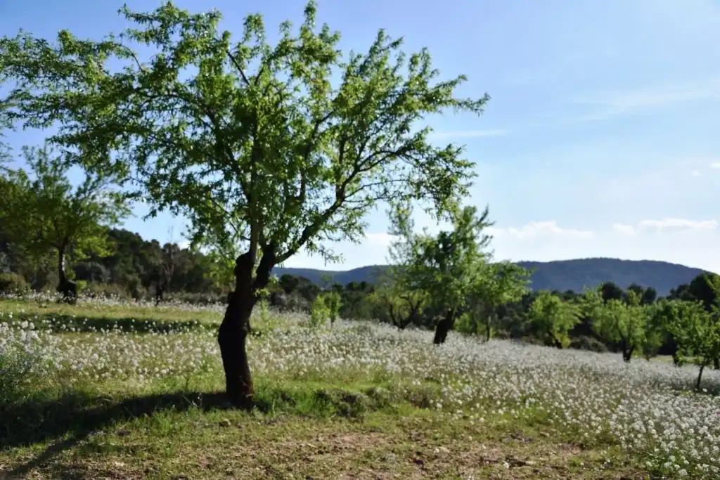 Terreni e lotti in vendita a Valderrobres, imagen 5