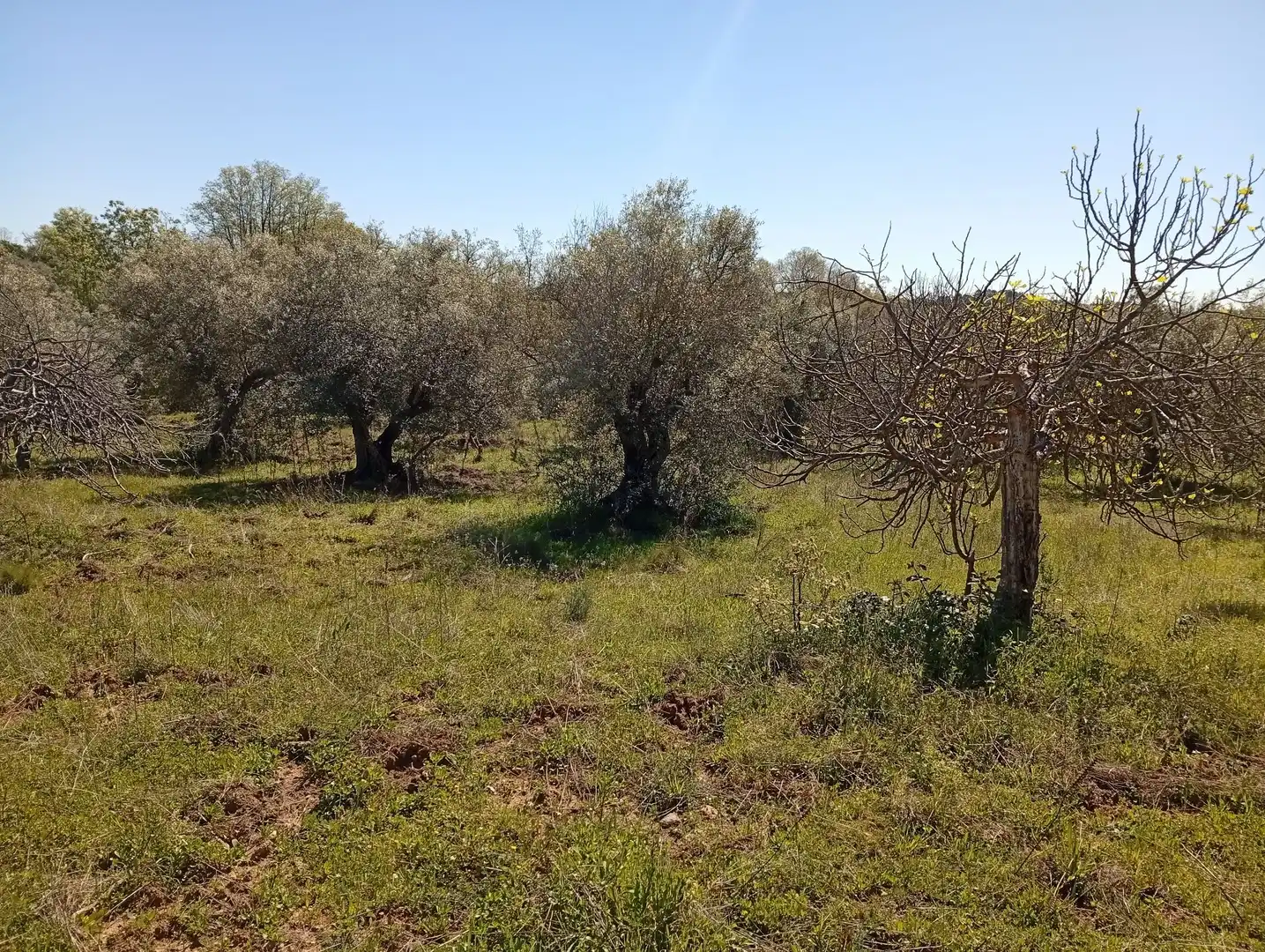 Terreni e lotti in vendita a Valverde de la Vera, imagen 19