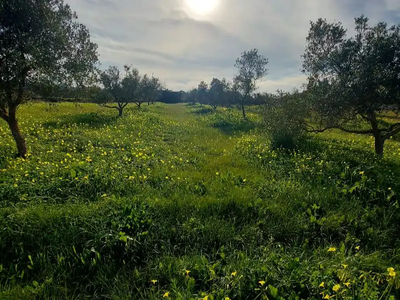 Land for sale in Sant Antoni de Portmany