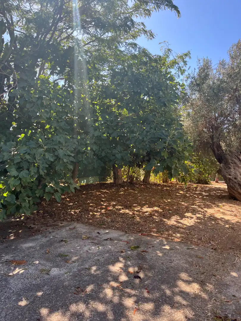 Xalet amb jardí de lloguer a Buenavista - Lauro Golf, imagen 40