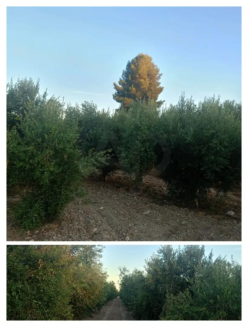 Residencial en venda en Lorca