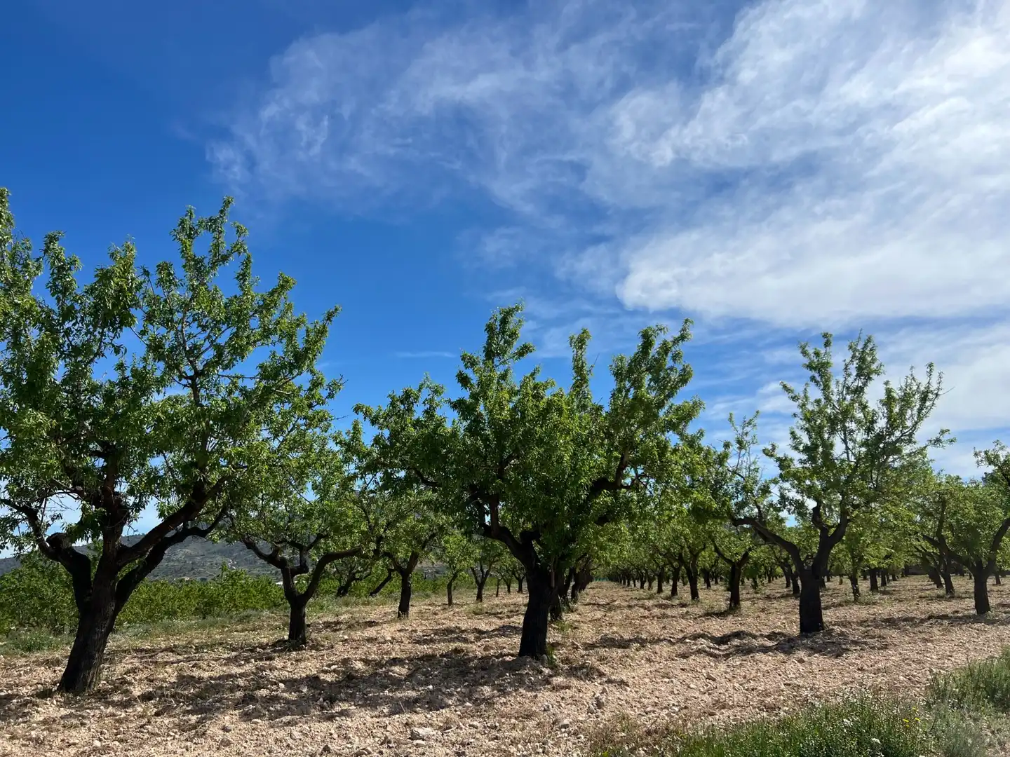 Terreno rustico in vendita a Hondón de los Frailes