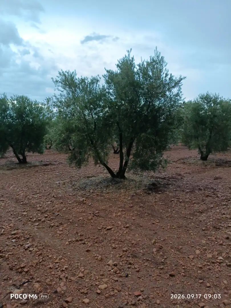 Rural land for sale in Calle García Pavón 112, imagen 2