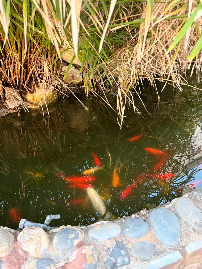 Jardí de Pis en venda en Santa Cruz de Tenerife amb Terrassa