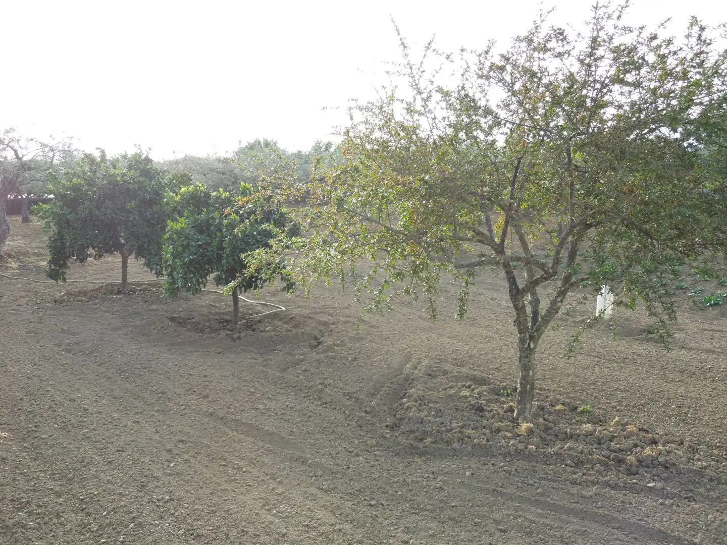 Terreno en venta en Malpartida de Plasencia