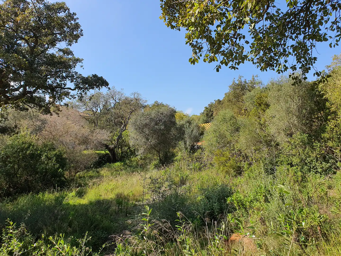 Terreni e lotti in vendita a Sotogrande Alto, imagen 3