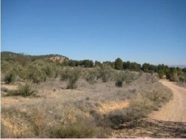 Terrain rustique à vendre à PARTIDA LOS DUQUES Nº Polg 123 P