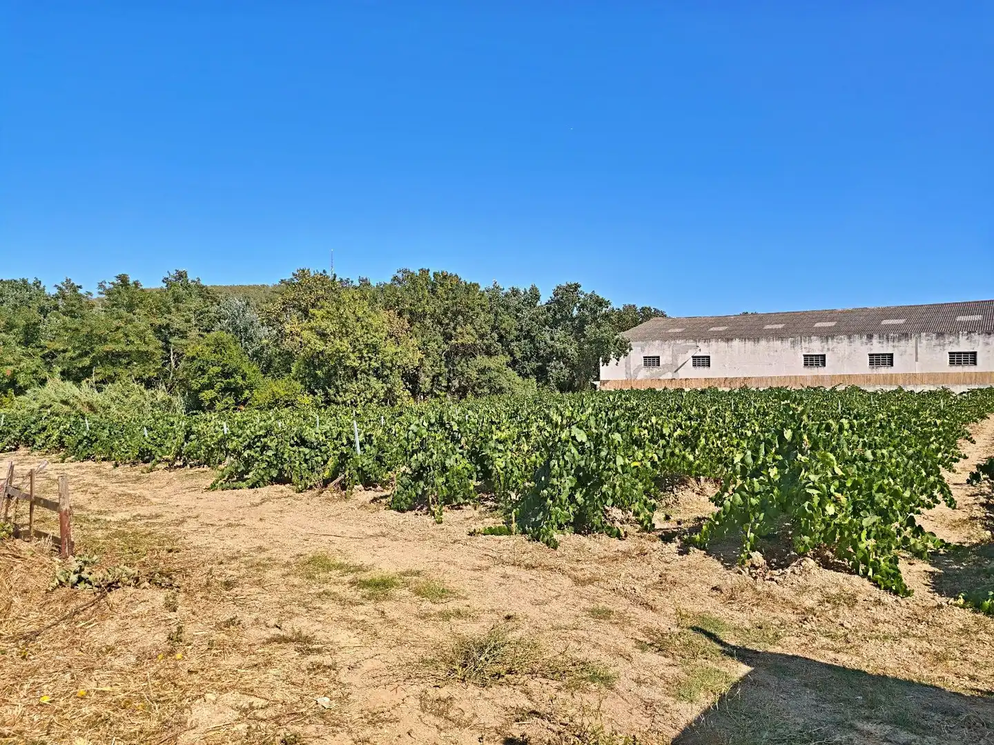 Casa o xalet en venda en Pacs del Penedès amb Calefacció, Terrassa i Traster