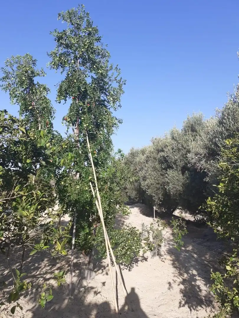 Xalet amb piscina en venda a Partida Del Rellero, imagen 20