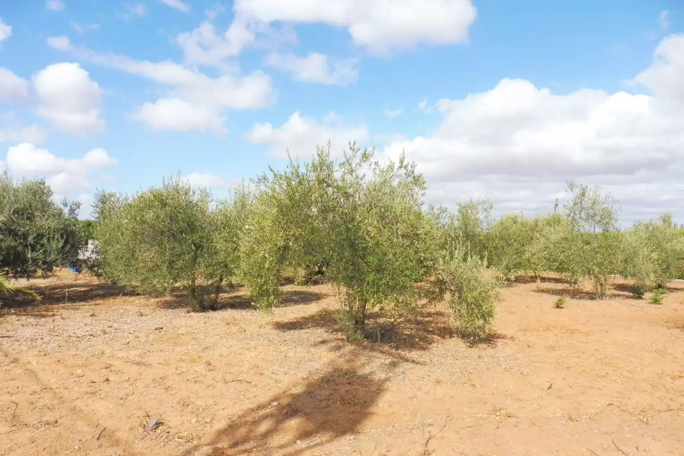 Chalet con jardín en venta en Sanlúcar la Mayor, imagen 55