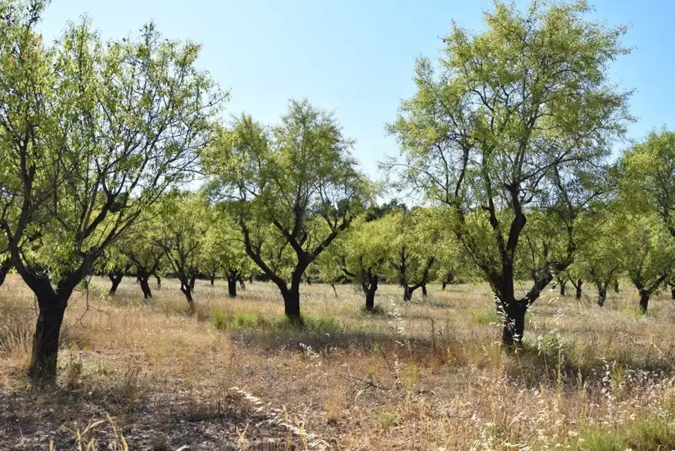 Industrial land for sale in Fuentespalda