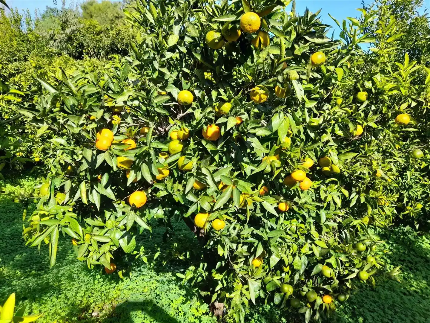 Jardí de Finca rústica en venda en Llocnou de Sant Jeroni amb Jardí privat, Piscina i Moblat
