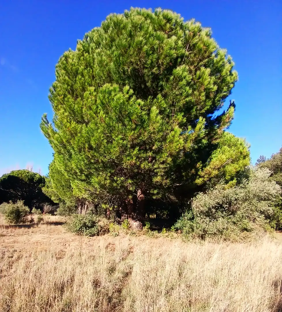 Rural land for sale in M-501, imagen 10