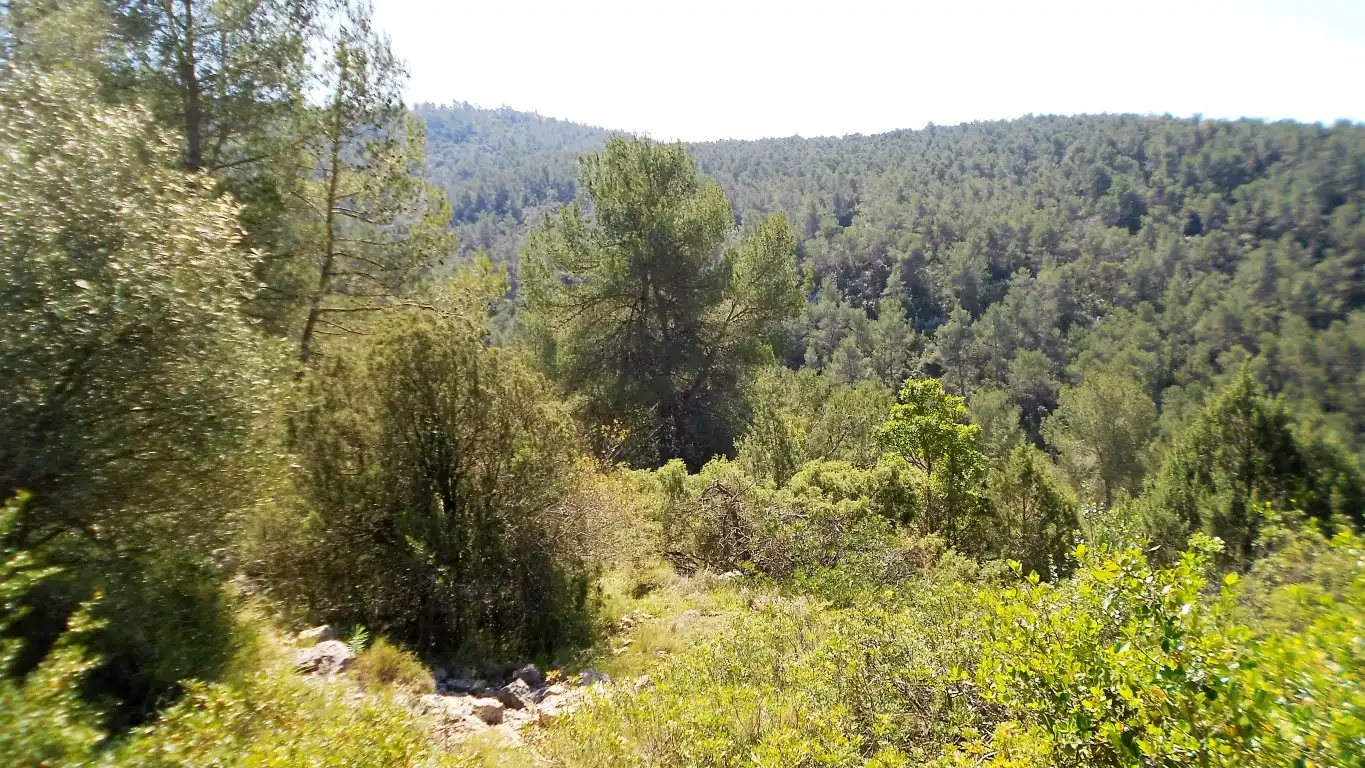 Terreno rústico en venta en Carrer Olesa de Bonesvalls 9, imagen 9